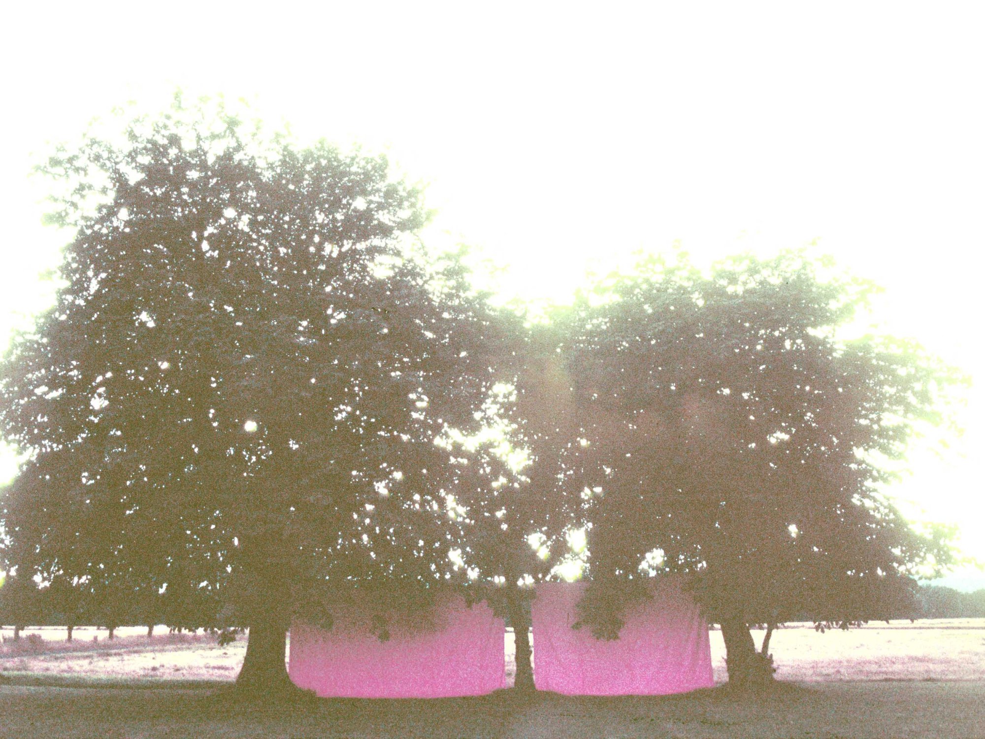 'Energy Field' 1998- 2002 by artist Wendy Hardie. Two walls of pink fabric tensioned between 3 Chestnut trees. Sited on the farm Hardie grew up on. These trees were planted by her grandfather & two brothers on an old field boundary line when they were young boys.